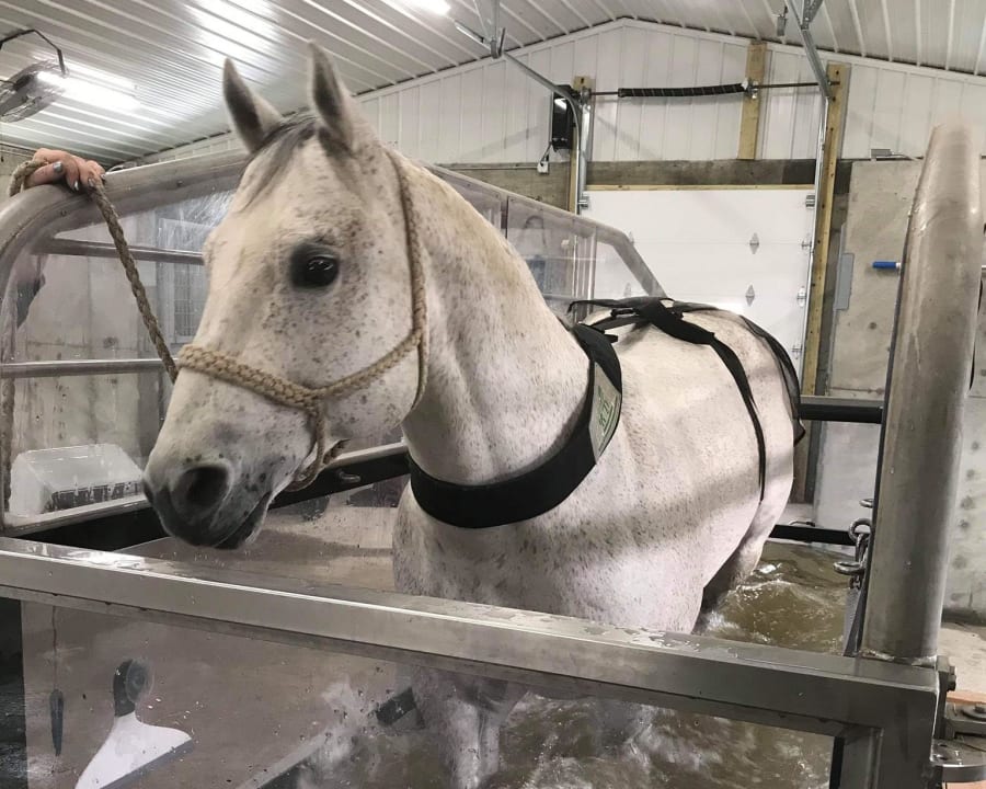 Aquatic Therapy For Horses